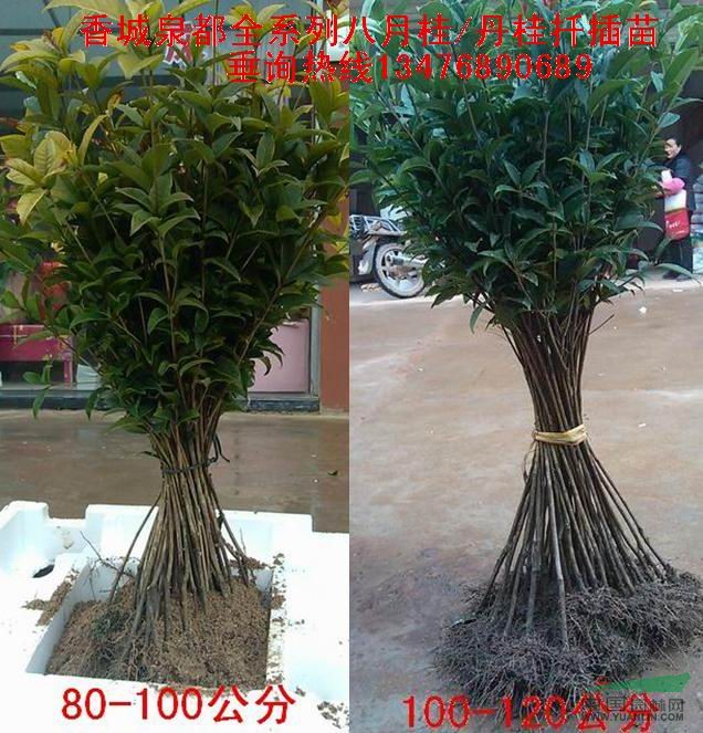 桂花小苗、桂花樹、桂花大樹