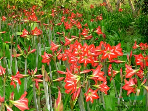 地被植物朱頂紅，江蘇朱頂紅，別名：百枝蓮、柱頂紅、朱頂蘭