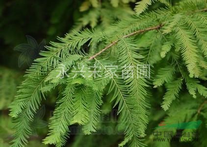 苗圃直銷池杉、水杉、落羽杉-永興宋家苗圃