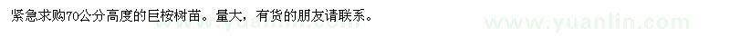 求購70公分高度的巨桉樹苗