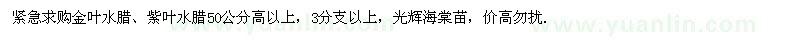 求購金葉水臘、紫葉水臘50公分高以上
