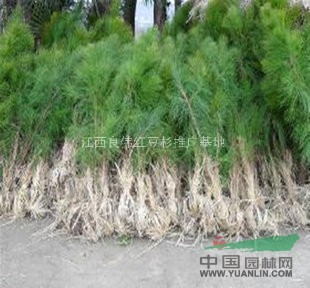 杜英、 濕地松、青楓
