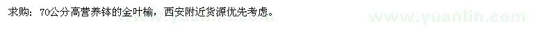 求購70公分高營養(yǎng)缽的金葉榆 