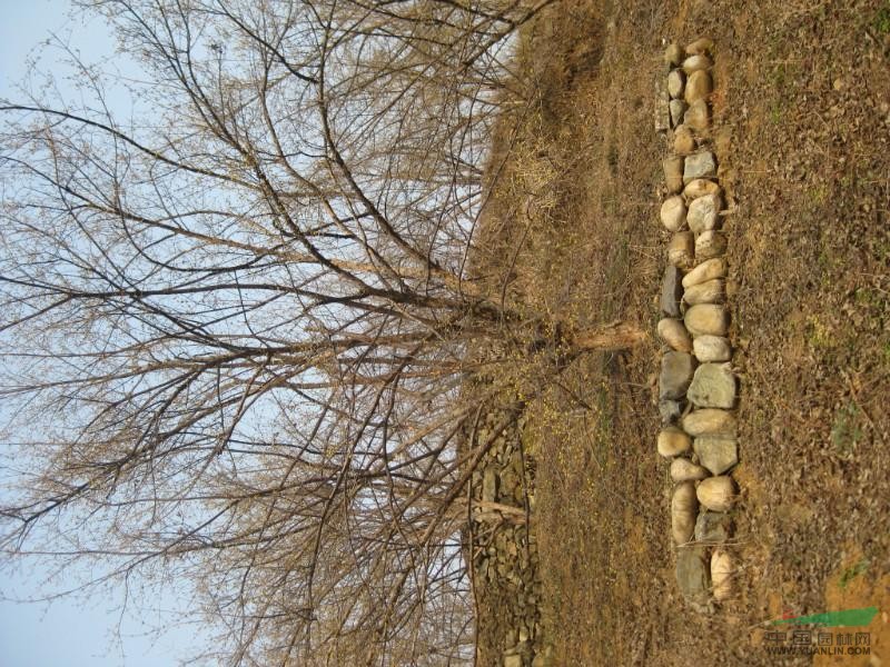 供應(yīng)山茱萸/供應(yīng)河南山茱萸/特價(jià)供應(yīng)山茱萸