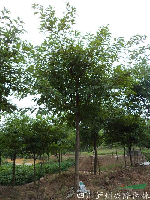四川泸州兴隆园林出售黄葛树，黄桷树，四川黄葛树，黄葛树苗圃