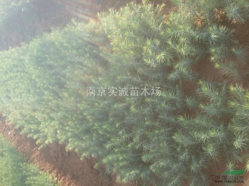 雪松小苗價(jià)格，南京雪松價(jià)格，雪松價(jià)格