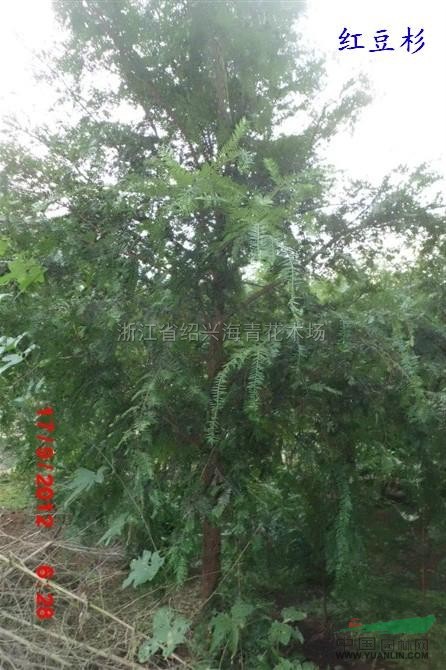 浙江紅豆杉5/紅豆杉5批發(fā)