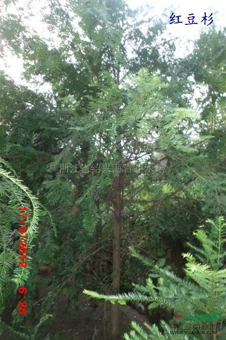 浙江紅豆杉5/紅豆杉5批發(fā)