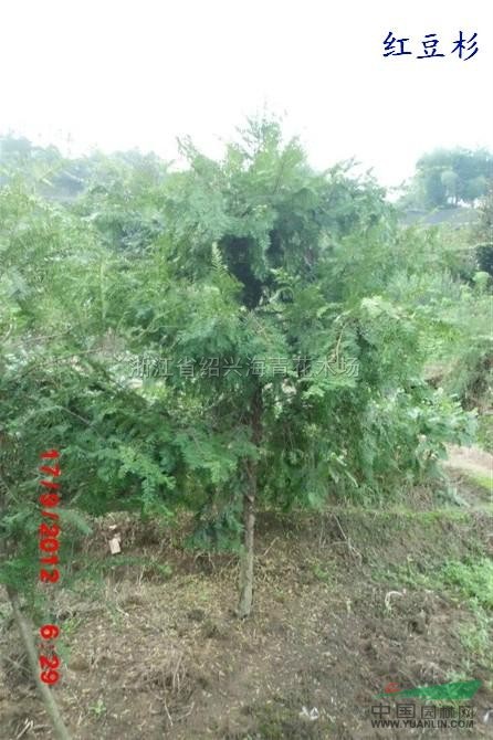 紅豆杉6供應(yīng)/紅豆杉6圖片