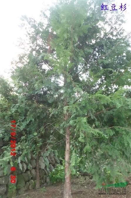 紅豆杉6供應(yīng)/紅豆杉6圖片