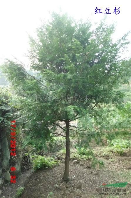 供應(yīng)紅豆杉7/浙江紅豆杉7低價(jià)格批發(fā)