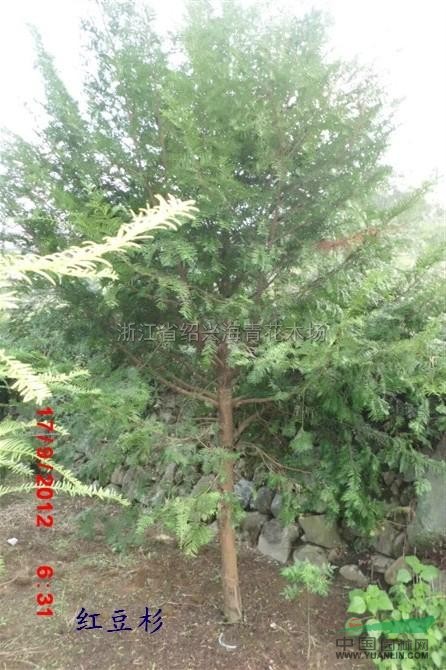 供應(yīng)紅豆杉7/浙江紅豆杉7低價(jià)格批發(fā)