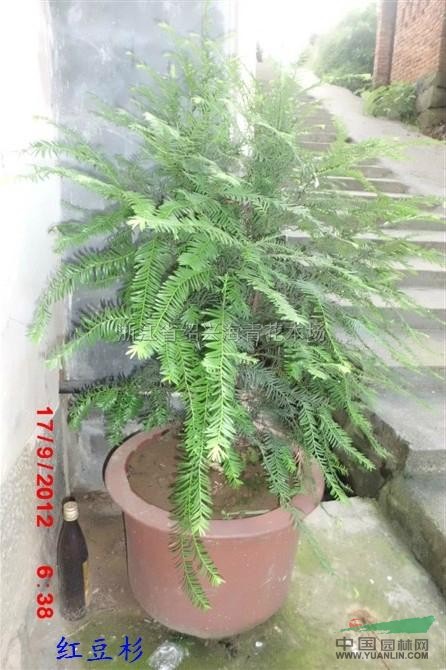 紅豆杉9最新價格/紅豆杉9報價