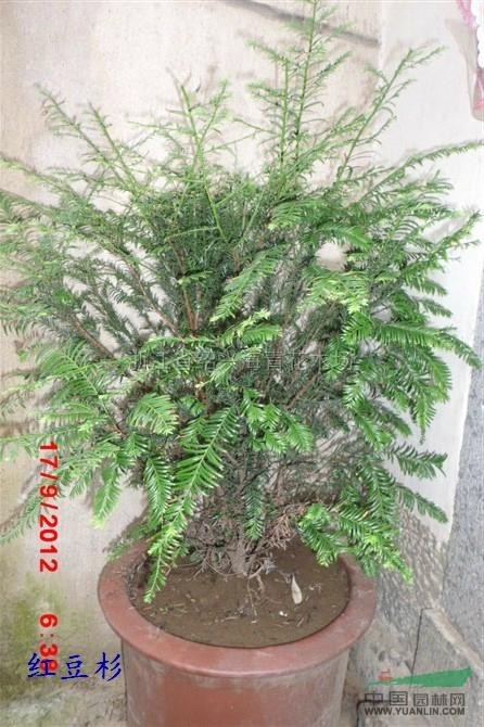 紅豆杉9最新價格/紅豆杉9報價