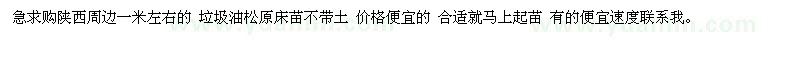 求購(gòu)陜西周邊一米左右的 垃圾油松原床苗不帶土 價(jià)格便宜的 合適就馬上起苗 有的便宜速度聯(lián)系我