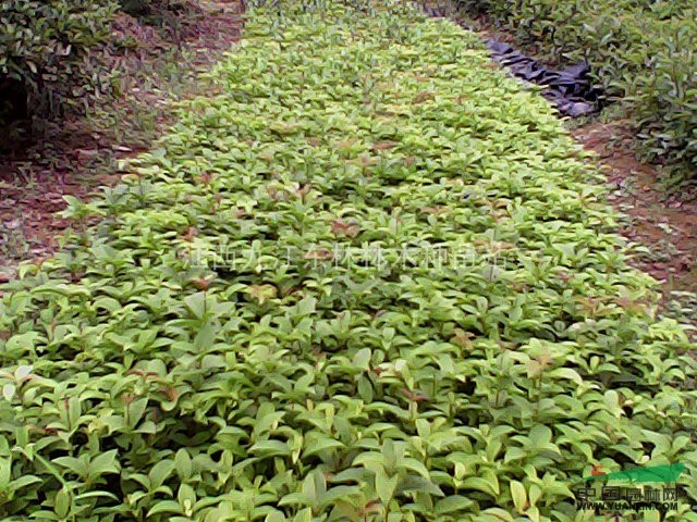 江西四季桂花，九江桂花價格求購，桂花專供出售