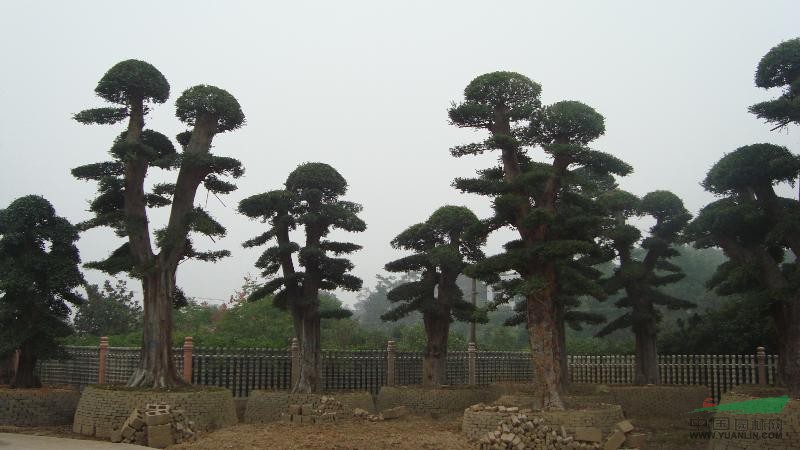 造型大羅漢松