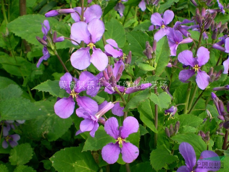 菜子花  二月蘭 諸葛菜