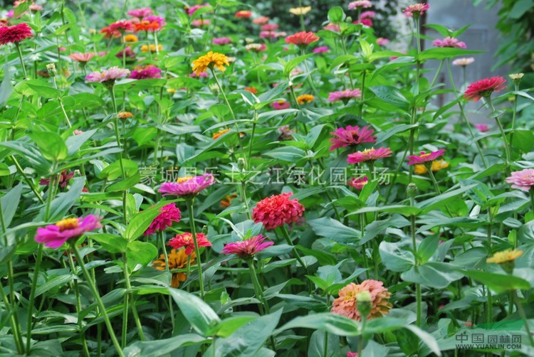 紅花醡漿草 花花草 夜合梅 大葉酢漿草