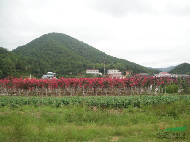 湖南紫薇\移栽紫薇\紫薇價格\供應(yīng)紫薇\紫薇樁\紫薇樹