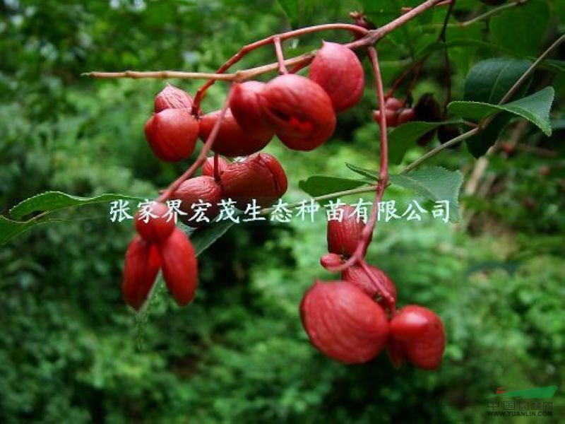 野鴉椿種子訂購(gòu)熱線，珍稀植物野鴉椿張家界永定區(qū)