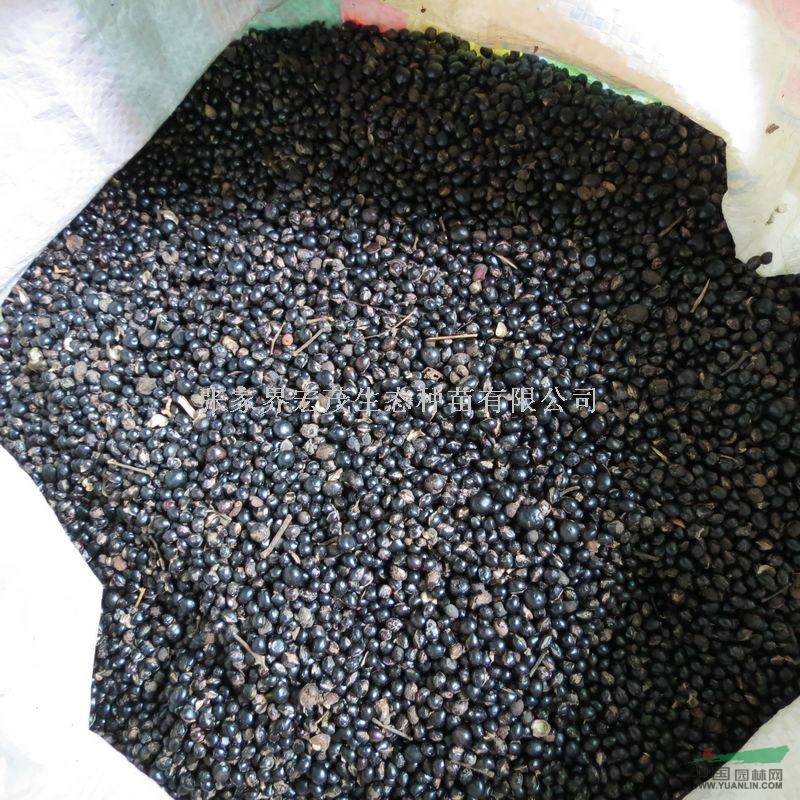 野鴉椿種子訂購(gòu)熱線，珍稀植物野鴉椿張家界永定區(qū)