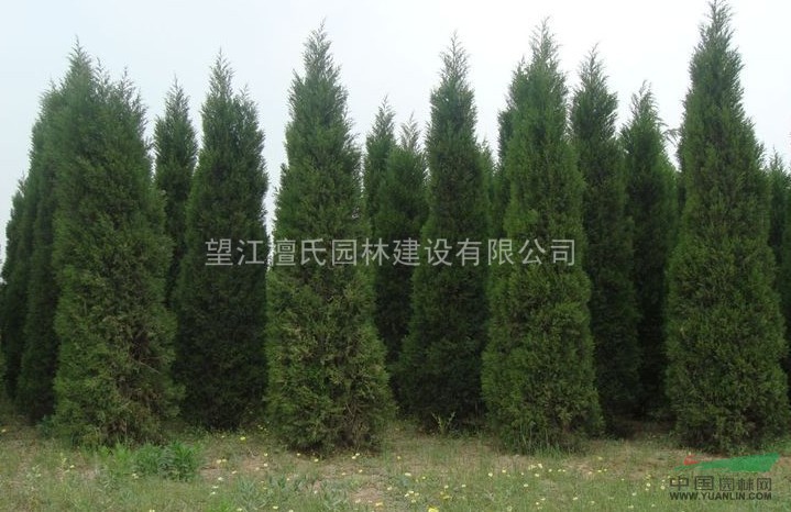 安徽龍柏供應(yīng) 安慶龍柏價(jià)格 出售龍柏批發(fā)