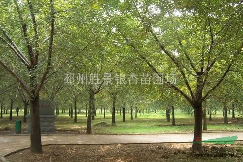 15-25公分銀杏樹·銀杏嫁接樹