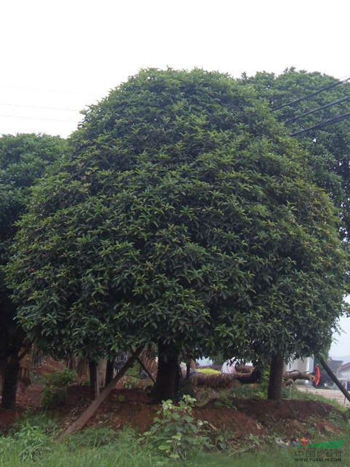 長(zhǎng)沙丹桂基地 長(zhǎng)沙丹桂價(jià)格 長(zhǎng)沙丹桂批發(fā) 丹桂小樹苗