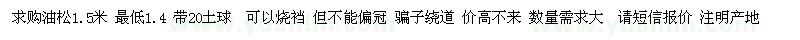 求購油松1.5米