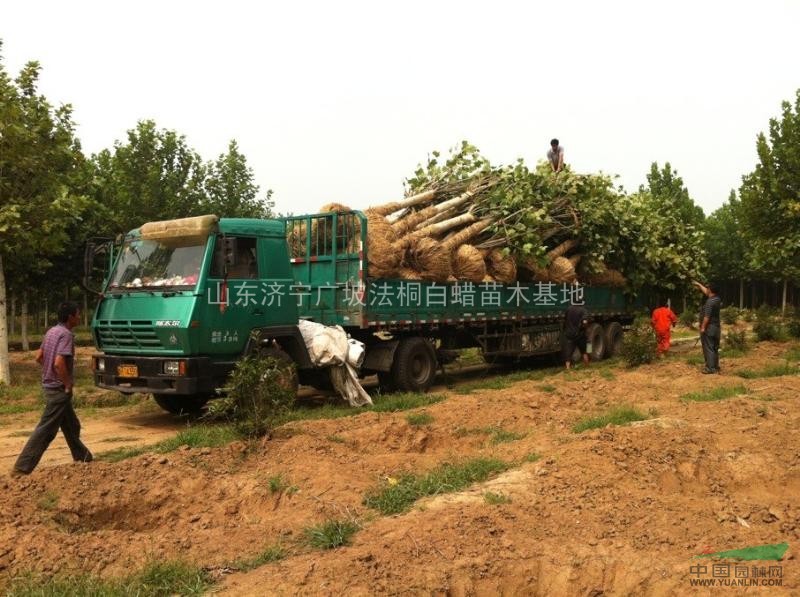 濟寧廣坡團購價批發(fā)1-3年帽法桐 法桐小苗，預購從速