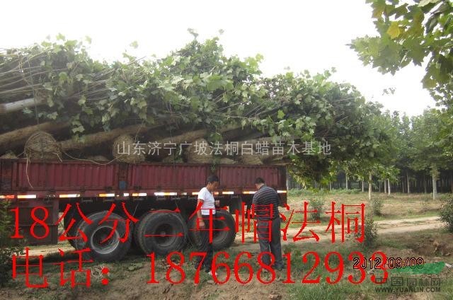 濟寧廣坡團購價批發(fā)1-3年帽法桐 法桐小苗，預購從速