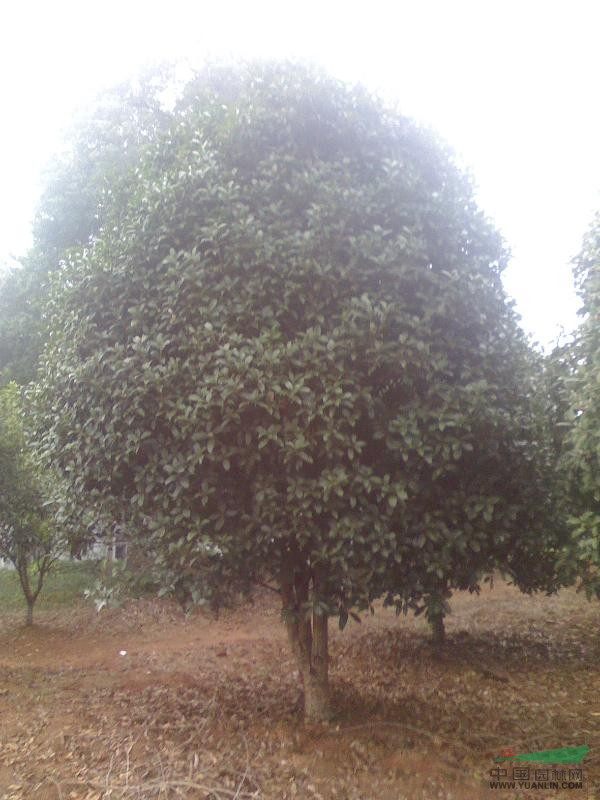 桂花小苗 桂花樹(shù),桂花苗,香樟 八月桂