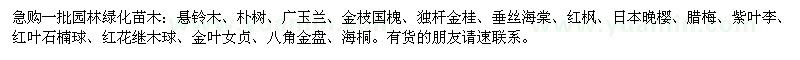 求購一批園林綠化苗木：懸鈴木、樸樹、廣玉蘭等