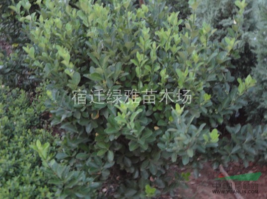 供應(yīng)灑金柏球 黃楊球黃楊分栽苗 冬青球