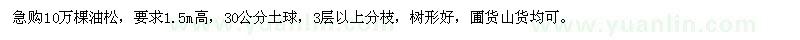 求購1.5m高油松