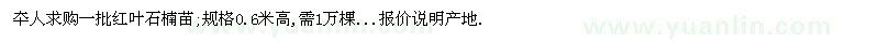 求購一批紅葉石楠苗;規(guī)格0.6米高,需1萬棵