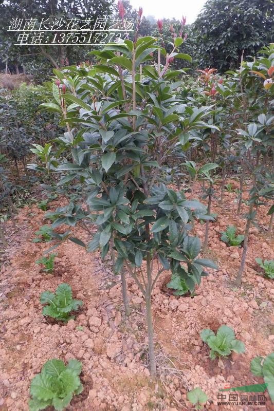 大量供應2cm丹桂小苗.樹桿直.樹冠好.價格實在
