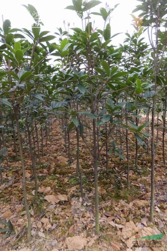 大量供應2cm丹桂小苗.樹桿直.樹冠好.價格實在