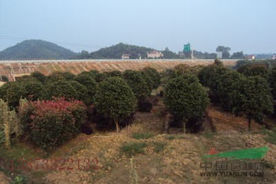 大量供應(yīng)塔柏 桂花 羅漢松 香樟 廣玉蘭 紅葉石楠 杜鵑等