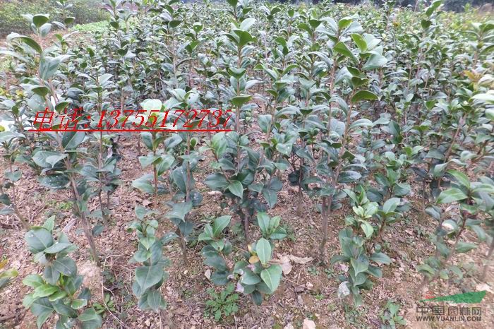 供應(yīng)茶花小苗.品種優(yōu)良.成活率高