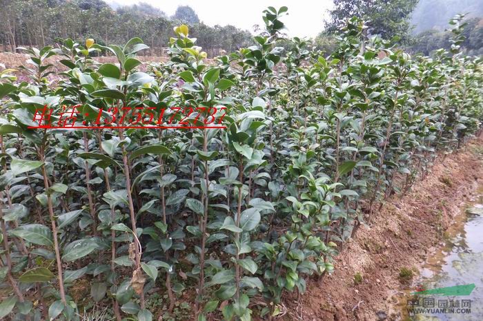 供應(yīng)茶花小苗.品種優(yōu)良.成活率高