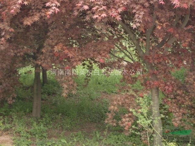 河南紅玉蘭  河南白玉蘭  河南欒樹  河南五角楓 河南黃櫨