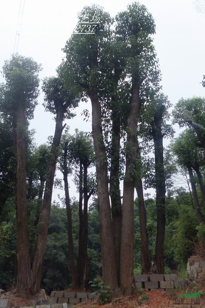 供應(yīng)湖南多頭香樟.樹(shù)形優(yōu)美.成活率好.價(jià)格實(shí)在