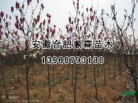 紅玉蘭2圖片\紅玉蘭2報(bào)價(jià)