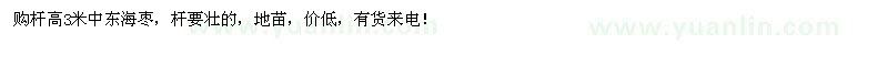 求購桿高3米中東海棗