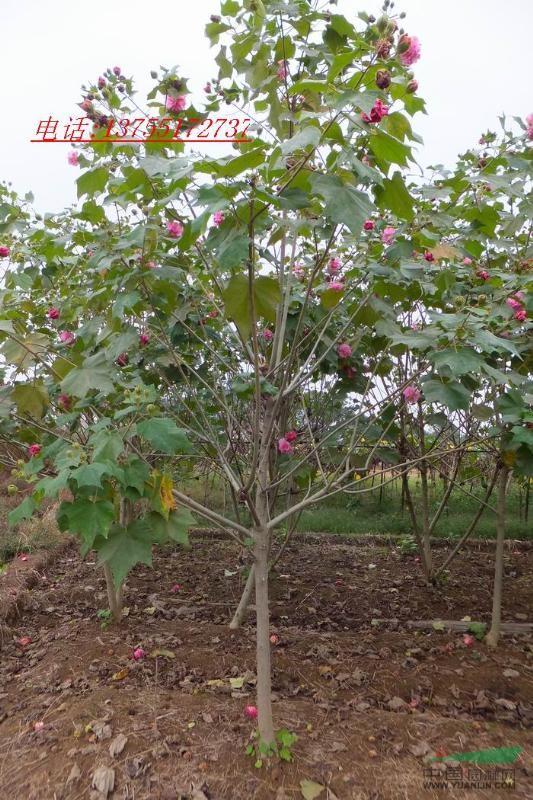 供應(yīng)胸徑5cm木芙蓉.花色艷麗