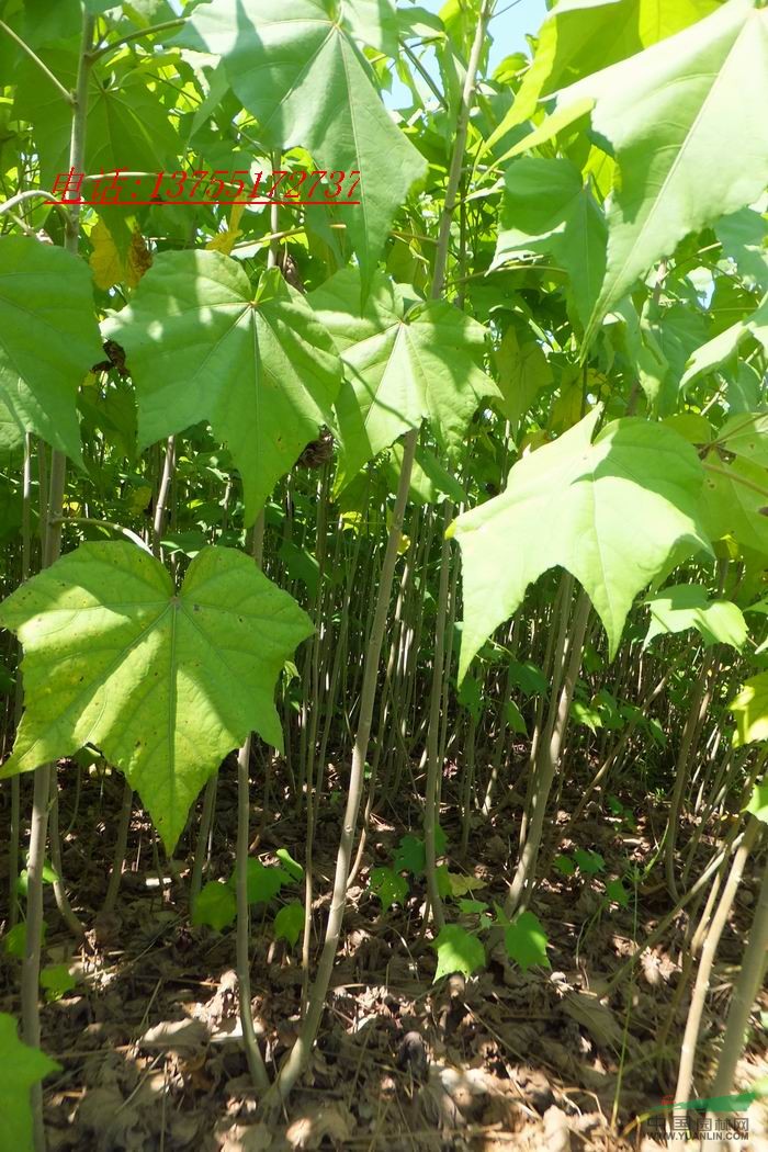 供應(yīng)落葉喬灌木芙蓉花.樹木光潔.成活率好