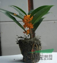 福建紅花丹桂供應(yīng)/福建紅花丹桂價(jià)格