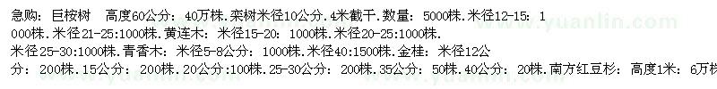 求購巨桉樹  高度60公分